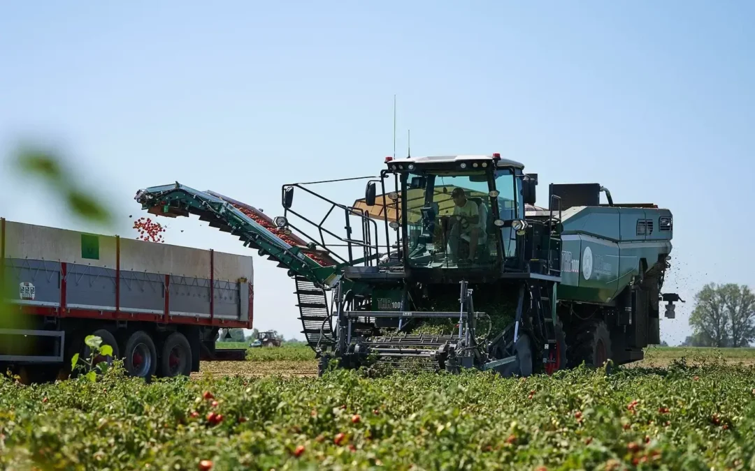 L’eccellenza italiana nella raccolta del pomodoro: MTS Sandei