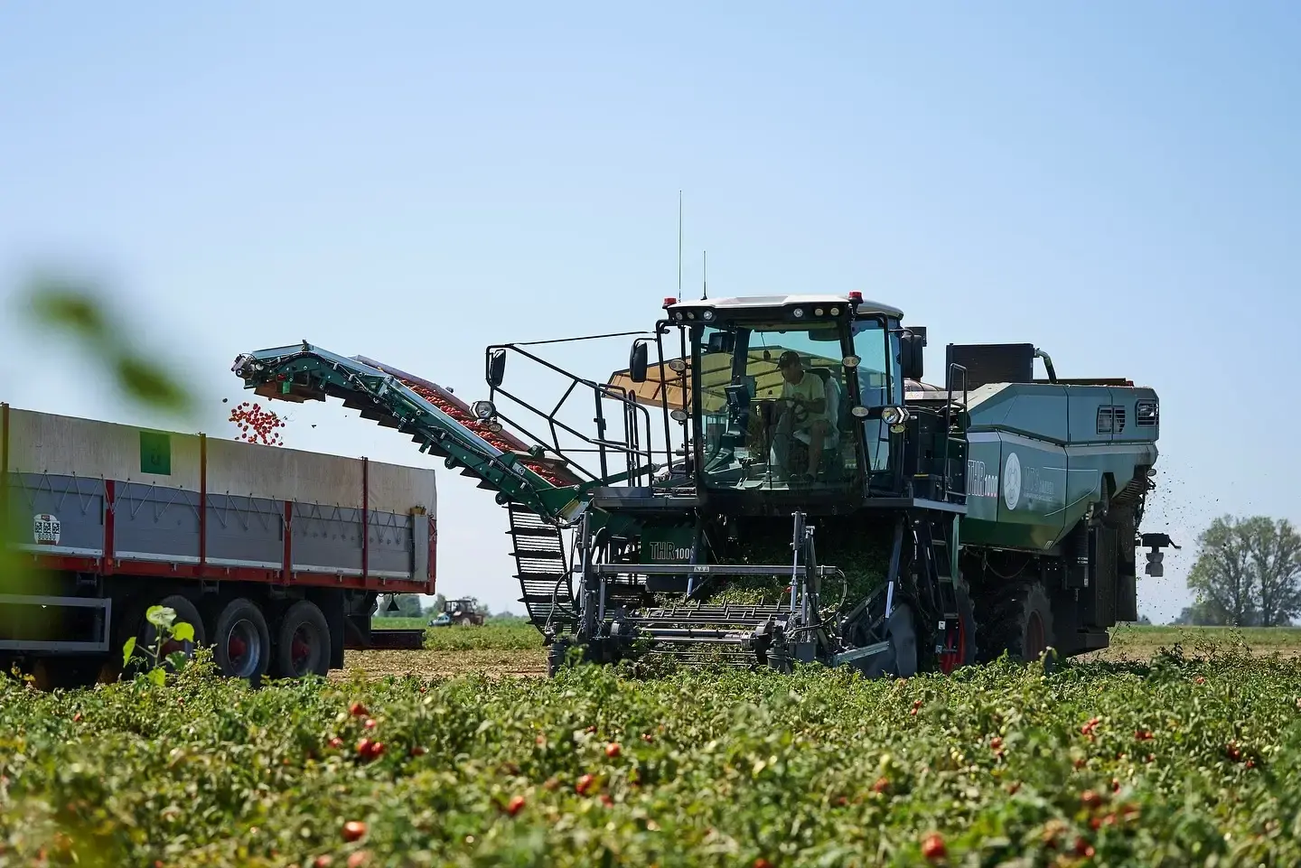 L’eccellenza italiana nella raccolta del pomodoro: MTS Sandei